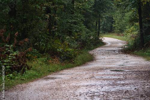 The first signs of autumn in the Monticolo Forest in Italy's South Tyrol. photo