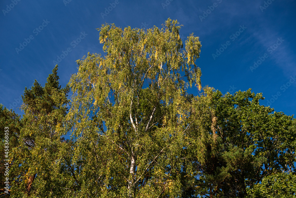 Birch trunks and branches with green and yellow leaves in the autumn day.