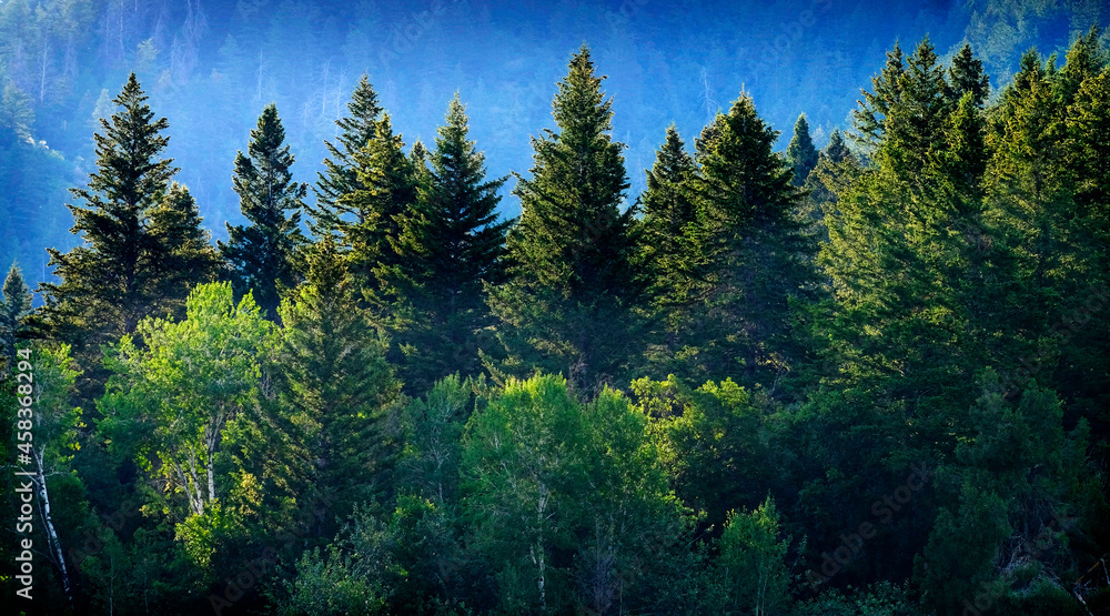 Pine Forest in Wilderness Mountains with Grain Field Farming Pine Forest in Wilderness Mountains with Grain Field Farming