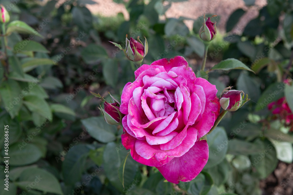 Flowering roses. Closeup view of Rosa Caprice de Meilland, flower buds and flowers of pink and fuchsia petals spring blooming in the garden. Flowering roses. Closeup view of Rosa Caprice de Meilland, flower buds and flowers of pink and fuchsia petals spring blooming in the garden.