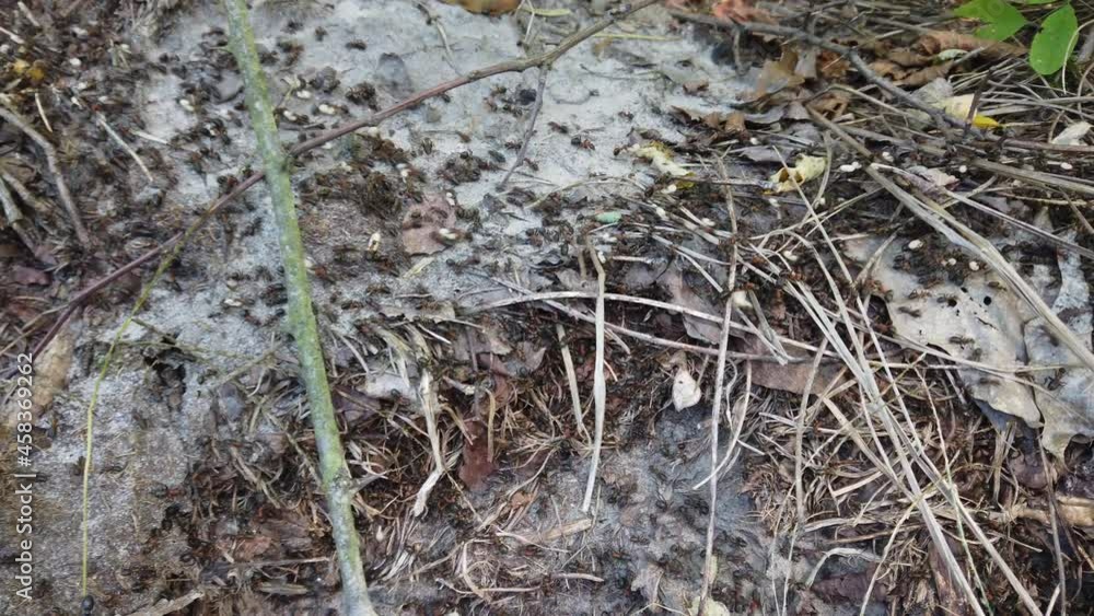 Anthill in the forest. Shooting close-up. Anthill in the forest. Shooting close-up.