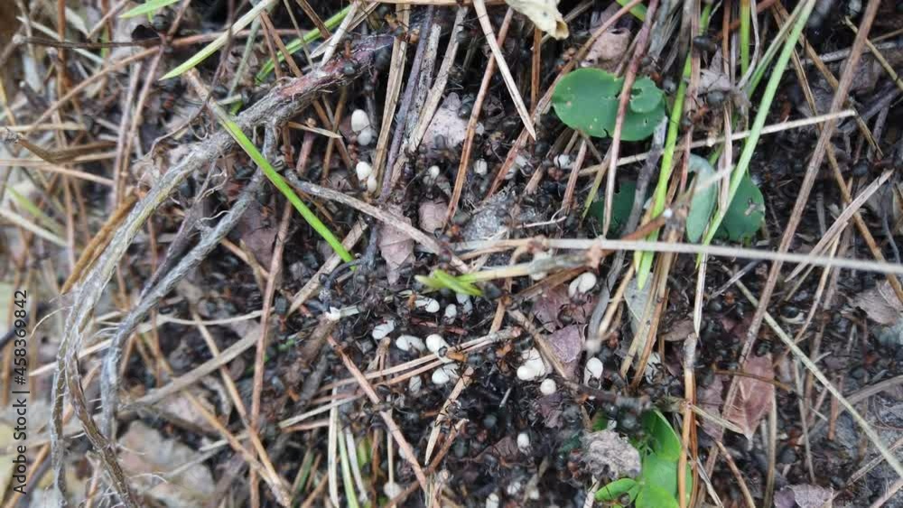 Anthill in the forest. Shooting close-up. Anthill in the forest. Shooting close-up.