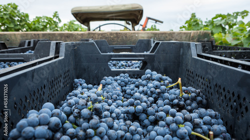 Willi Opitz Weingut