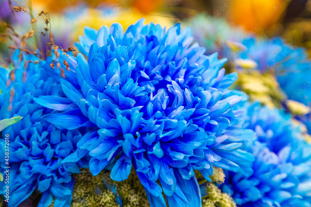 Chrysanthemum flower, closeup of blue with purple 