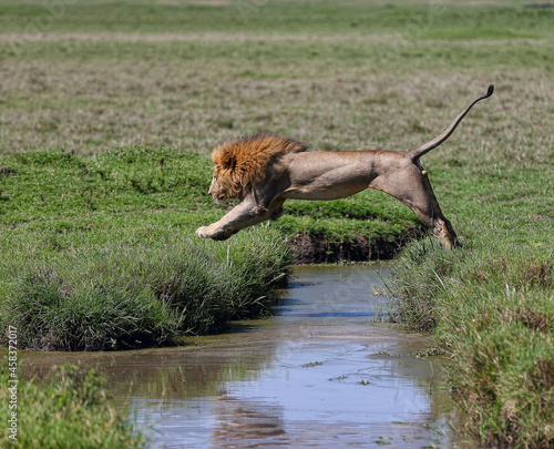A male Lion jumping over a creek. Taken in Kenya © Stefon Linton