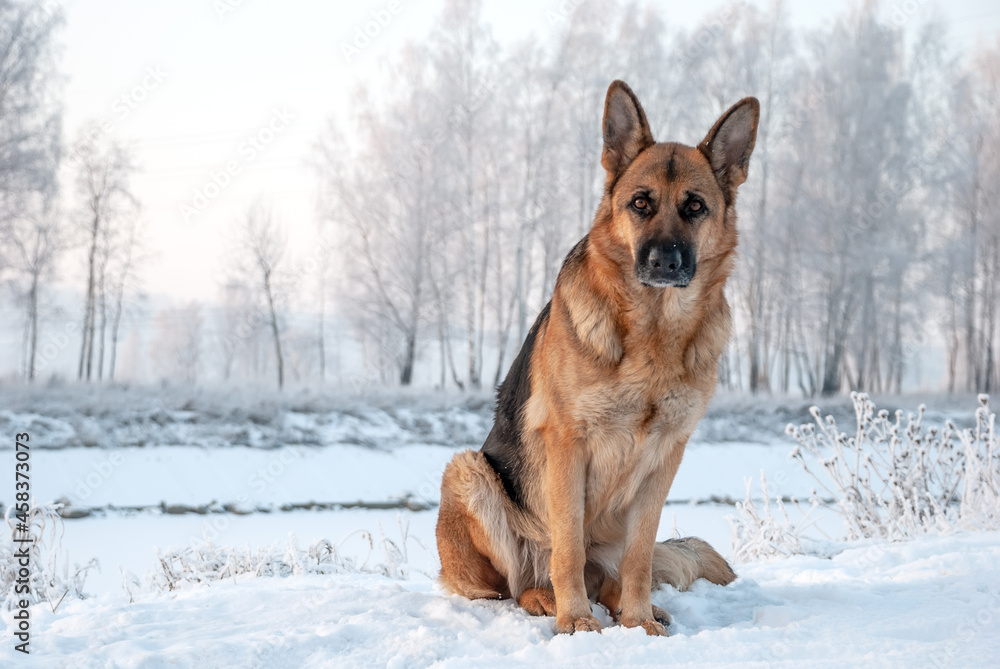 Dog breed of German shepherd on a walk around the park in winter