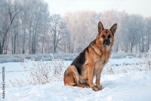 Dog breed of German shepherd on a walk around the park in winter