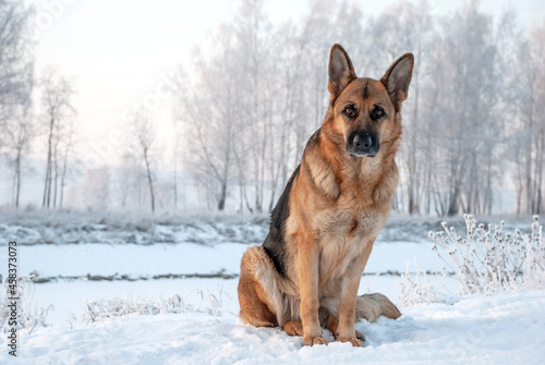 Dog breed of German shepherd on a walk around the park in winter © Андрей Иванов