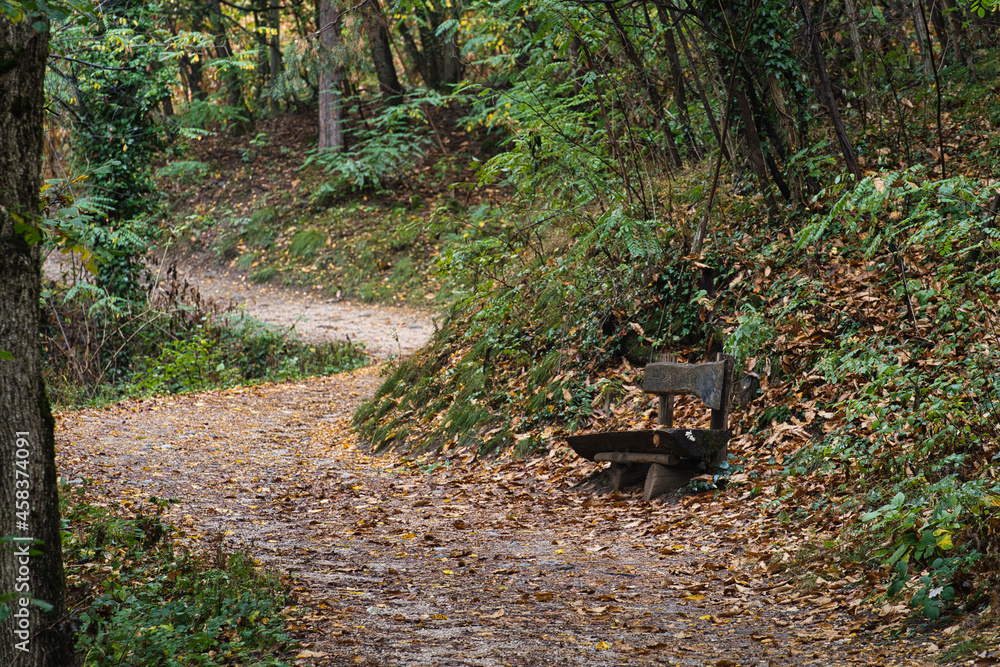 The first signs of autumn in the Monticolo Forest in Italy's South Tyrol. The first signs of autumn in the Monticolo Forest in Italy's South Tyrol.