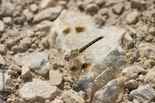 Εκτύπωση καμβά Dragonfly Brachythemis impartita to Northern banded groundling on a rock