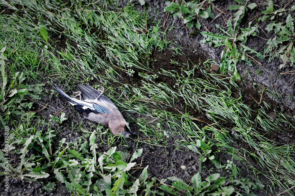 Obraz premium Eurasian Jay bird hit by car. Garrulus glandarius lay on the ground
