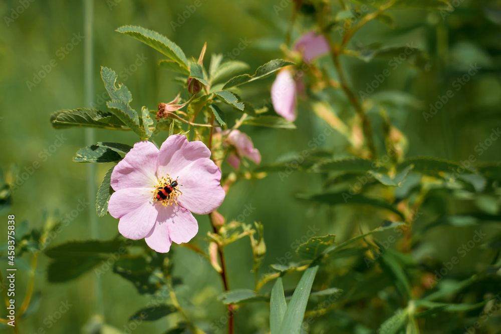 Pink flower and insect against the background of green grass. Pink flower and insect against the background of green grass.