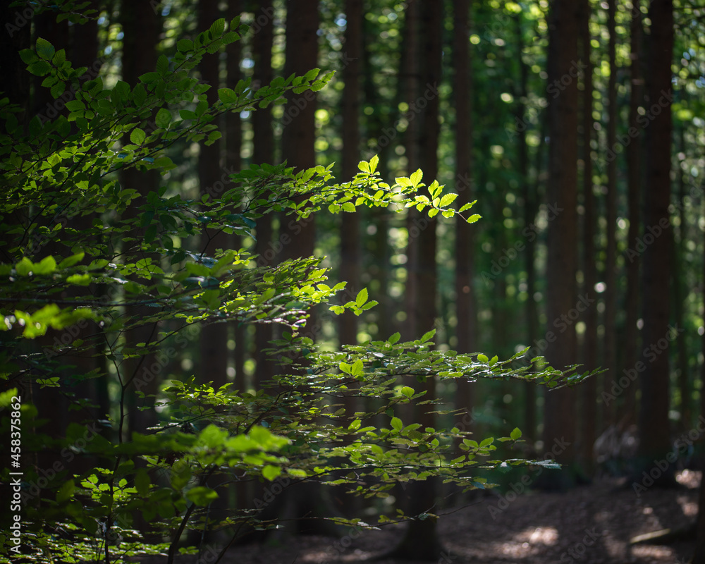 Obraz premium Warm evening light in a summer forest