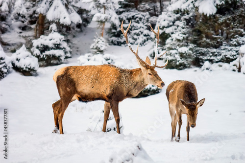 Fototapeta Naklejka Na Ścianę i Meble -  Female and male red deer (Cervus elaphus) in the winter mountain forest after snowfall, selective focus