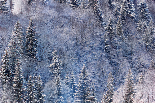 Winter landscape - view of the snowy winter forest in the Carpathian mountains after snowfall
