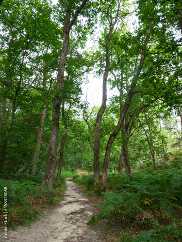 Arbres dans la forêt de Fontainebleau