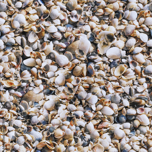 Shells on the sea coast after the storm, background, square seamless texture closeup, pattern