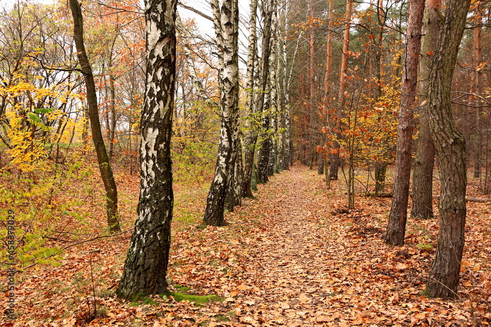 Bielański Forest in the colors of autumn