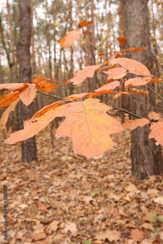 Bielański Forest in the colors of autumn