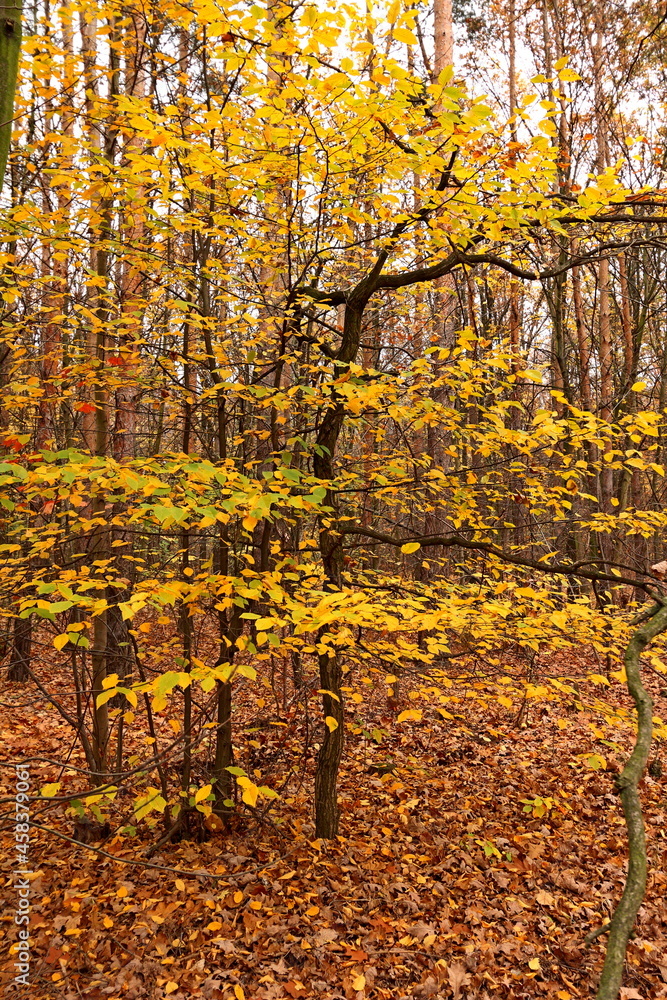 Bielański Forest in the colors of autumn