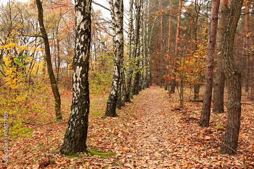 Biela  ski Forest in the colors of autumn