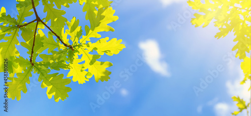 Spring landscape, banner - view of the oak leaves on the branch in the deciduous forest on a sunny day against the sky, close-up with space for text