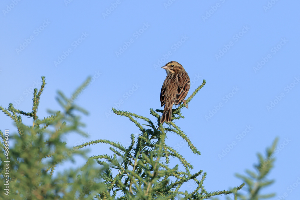 Fototapeta premium Lincoln sparrow on green twig.
