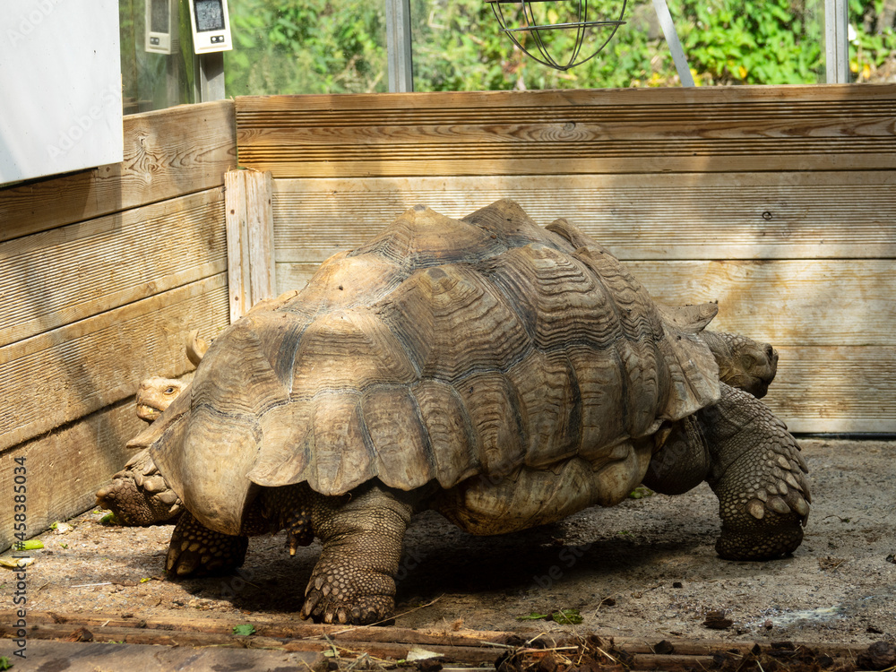 Fototapeta premium Tortue sillonnée