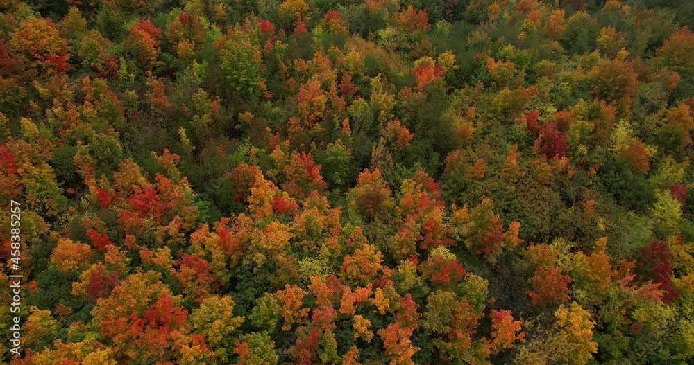 Aerial view of the autumn forest. A picturesque autumn forest. Trees of different colors. Aerial view of the autumn forest. A picturesque autumn forest. Trees of different colors.