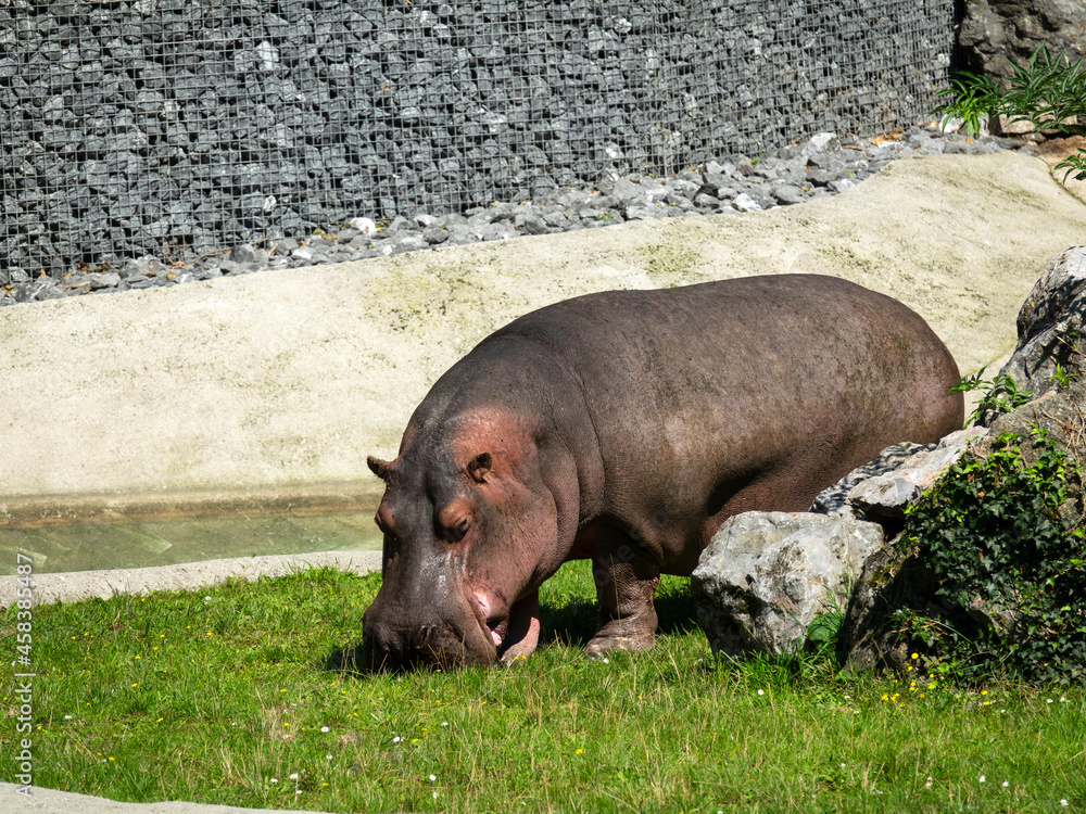 hippopotame hippopotame