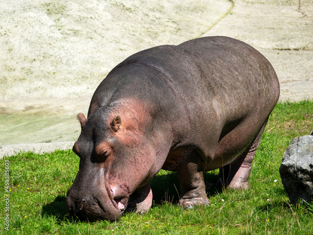 hippopotame