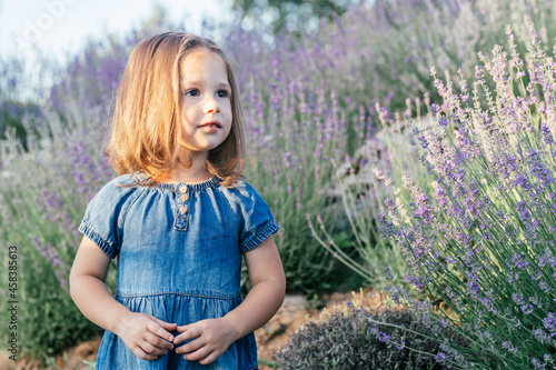 Little girl 3-4 with dark hair in denim dress in sun stands, among large bushes of lilac lavender