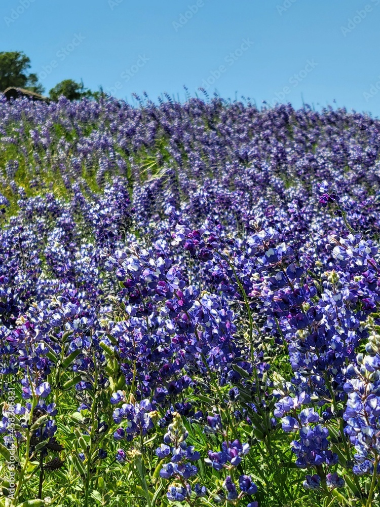 Lupine, California, Superbloom Lupine, California, Superbloom