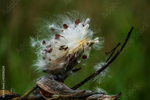 Milkweed Plant with Seeds and Pods