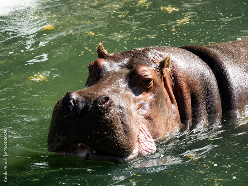 hippopotame dans l'eau