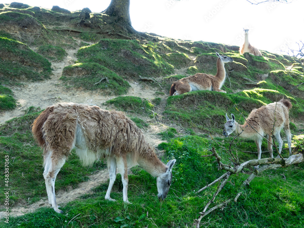 Groupe de Guanaco Groupe de Guanaco