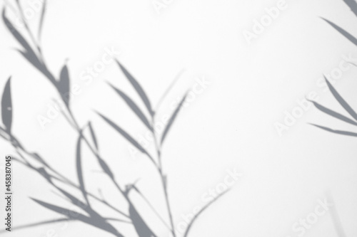 Branch with leaves shadow over white background. Trendy effect of plant black and white shadow for overlay.