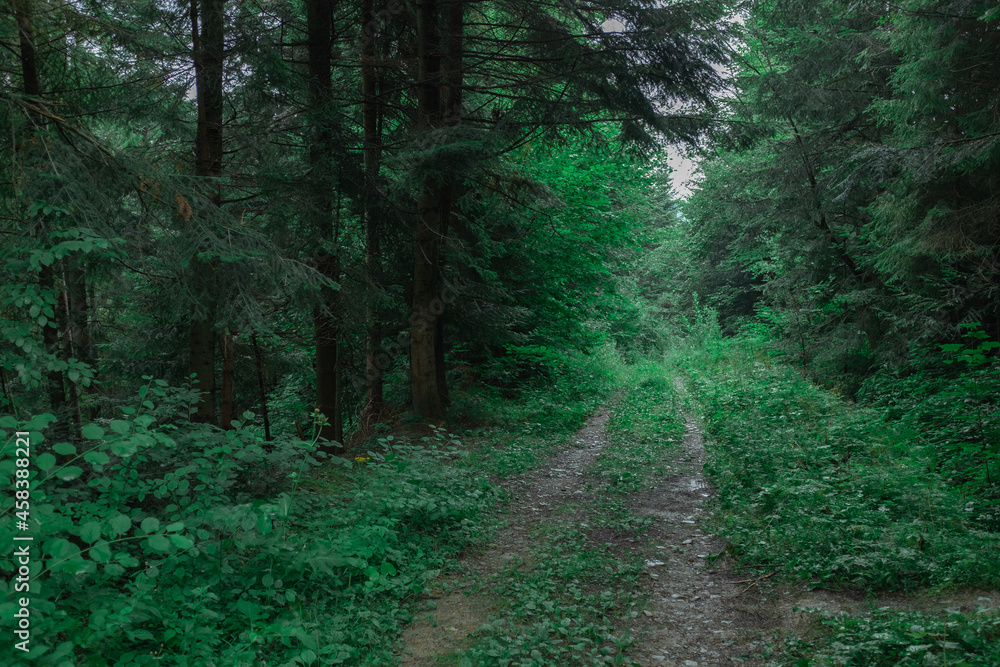 Obraz premium A wide forest road in a gloomy green forest. Conifers and shrubs. blur and selective focus.