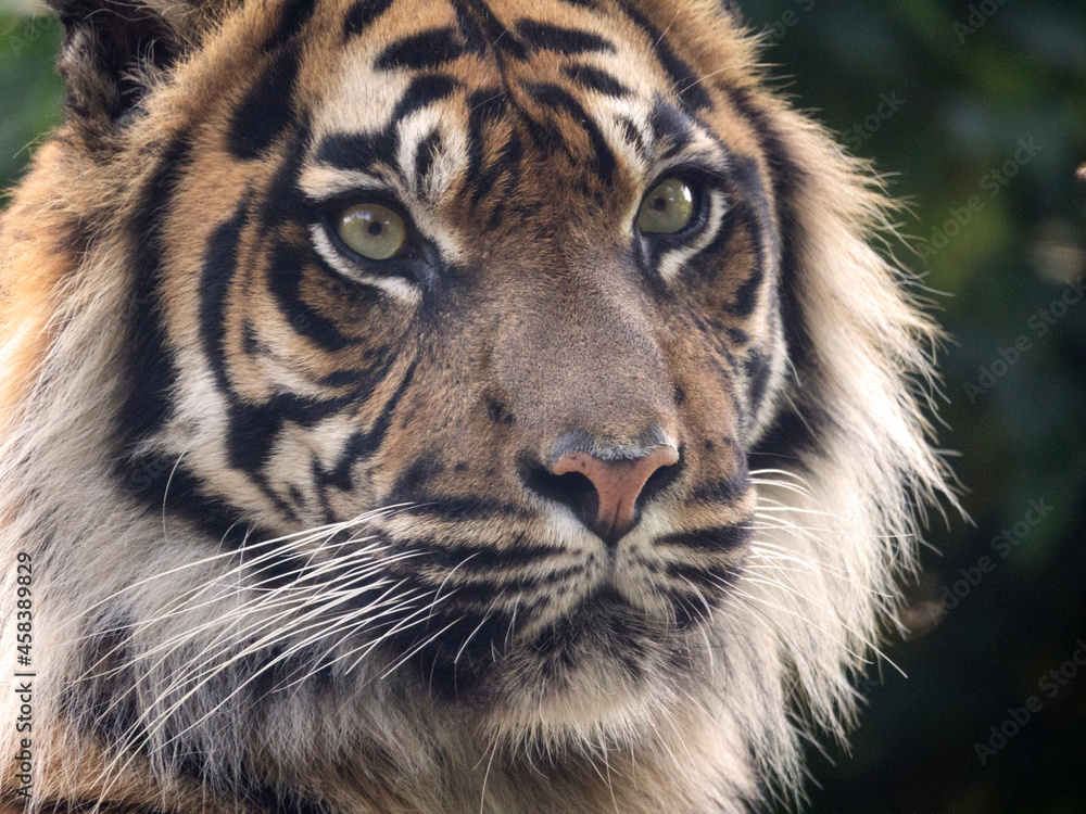 Tête d'un Tigre de Sumatra