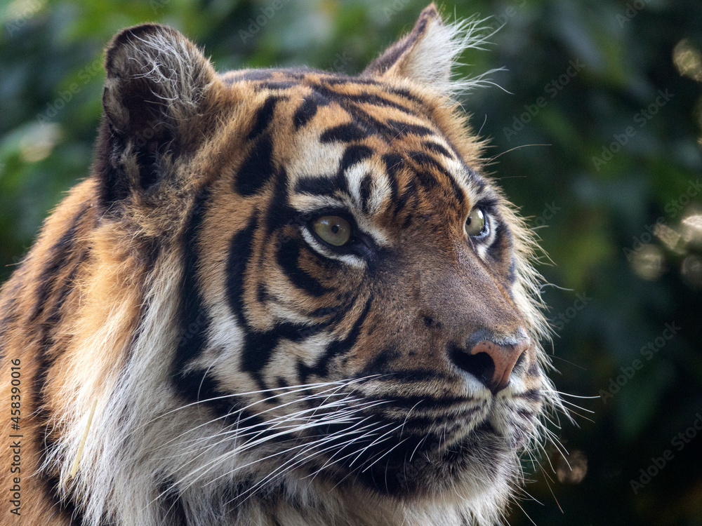 Fototapeta premium Tigre de Sumatra