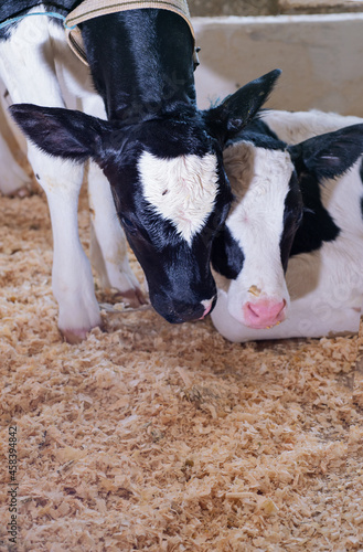 portrait of cute little calfs has communication   inside cowshed. nursery on a farm. close up photo