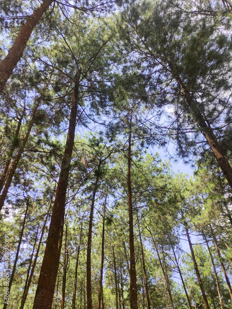 Obraz premium a beautiful view of green leaves in the forest from the bottom up. beautiful scenery on a sunny day in the summertime.