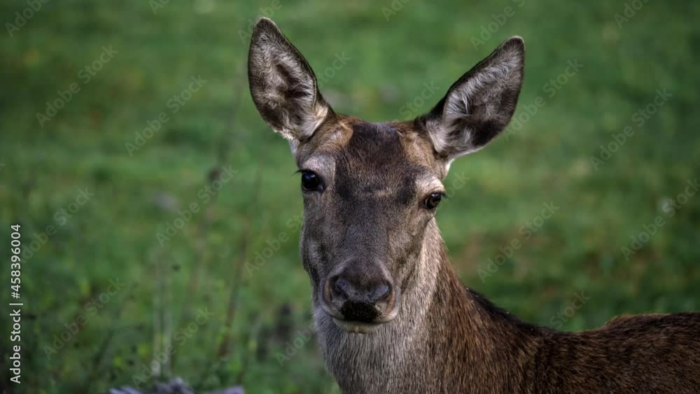 The leader deer is looking into the camera The leader deer is looking into the camera