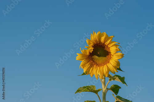 Sunflowers over blue sky background. Sunflower field landscape, bright yellow petals with green leaves. Close Up