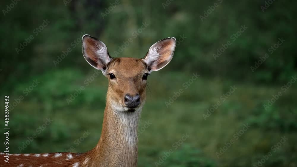 A young deer looks straight into the camera. Roe deer, capreolus capreolus, doe feeding and looking around on misty meadow early in the morning. Unaware female wild animal with orange fur grazing on A young deer looks straight into the camera. Roe deer, capreolus capreolus, doe feeding and looking around on misty meadow early in the morning. Unaware female wild animal with orange fur grazing on