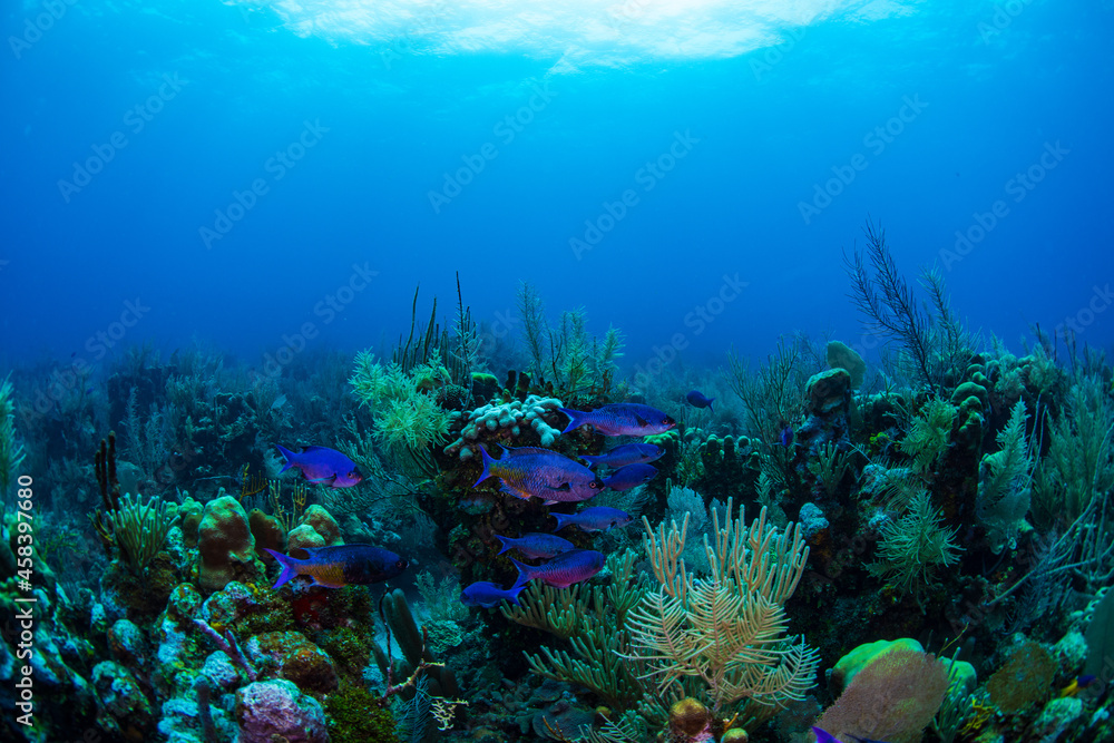 Naklejka premium Creole wrasse on the reef