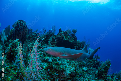 coral reef and fish