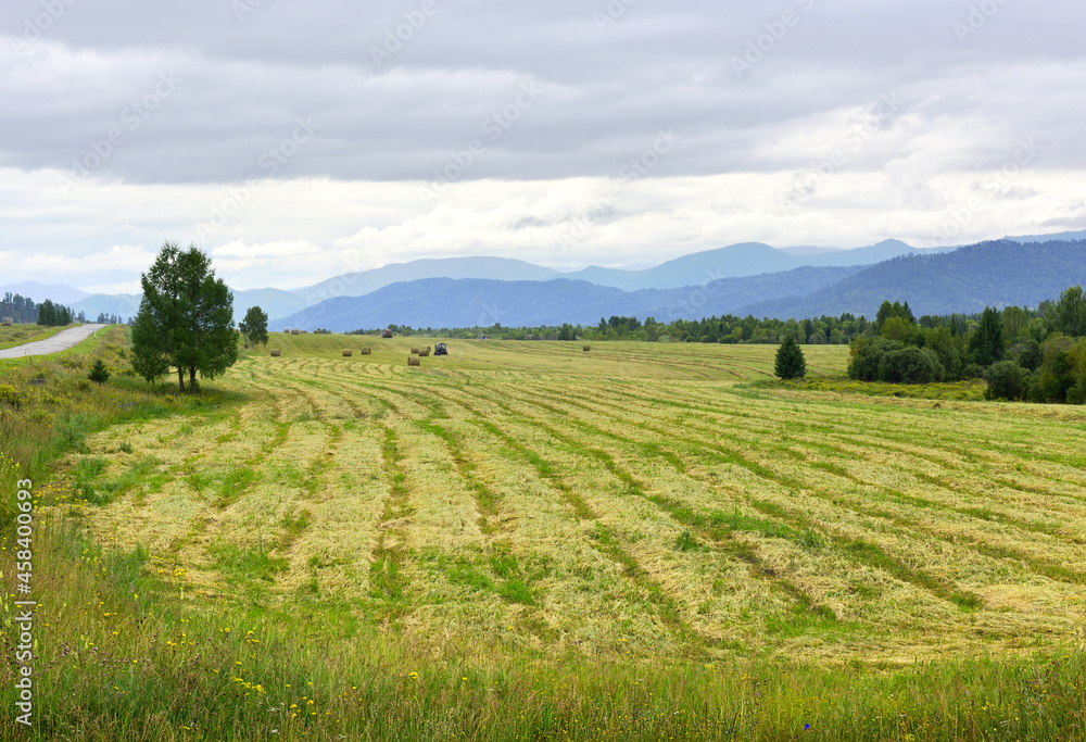 A mown field in the Altai Mountains