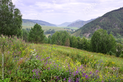 Blooming meadows of the Altai Mountains