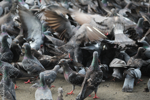 Slika na platnu Chaotic flock of pigeons with some flapping their wings furiously in the streets